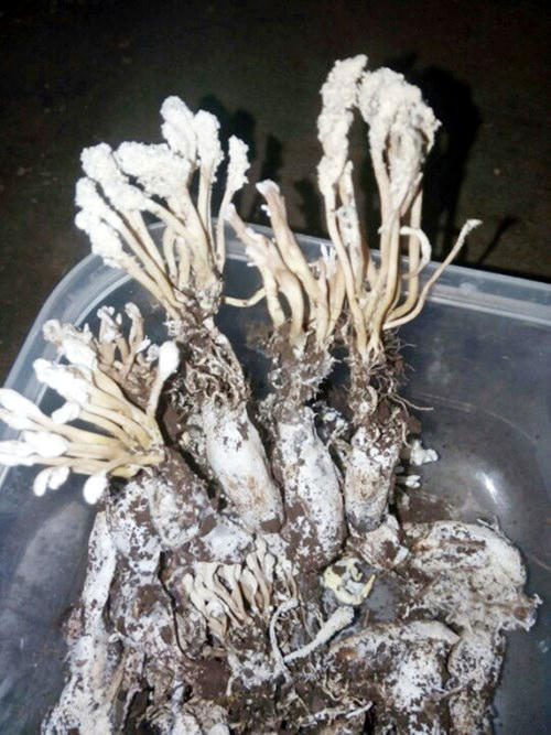 'Cha đẻ' 9X của công nghiệp đông trùng hạ thảo