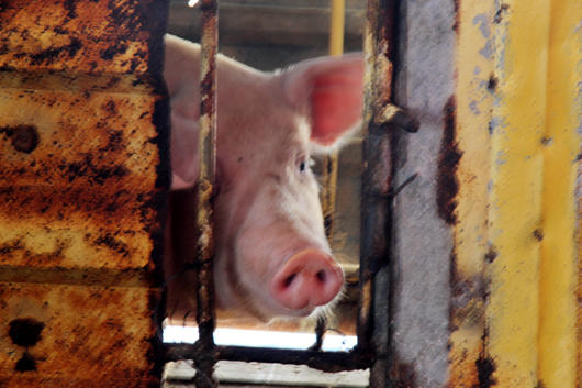 Ngắm cuộc sống của những người đi canh thềm lục địa