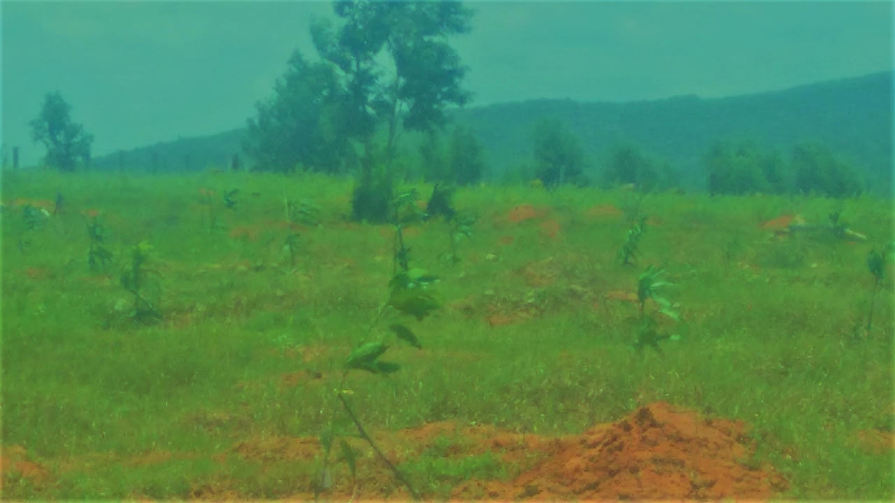 Tới “cánh đồng” triệu đô xem tua-bin biến gió thành… tiền