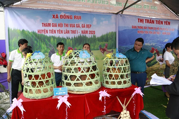 Tiên Yên mở hội thi “Hoa hậu gà” 
