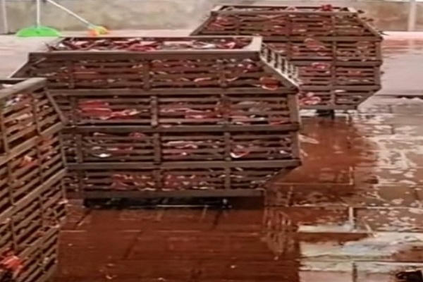 Công ty TNHH Công ty Tôi vi phạm đất đai, xây dựng, Chủ tịch phường Hải Yên nói không có hồ sơ