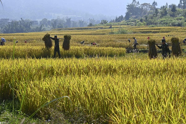 Cán bộ, chiến sĩ Đồn Biên phòng Cửa khẩu Hoành Mô xuống đồng giúp người dân gặt lúa