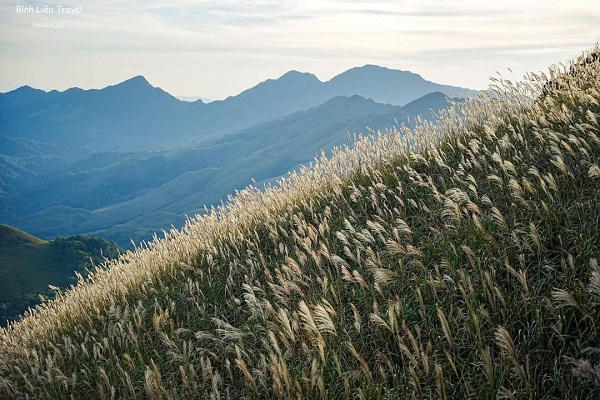 Bình Liêu mùa cỏ lau
