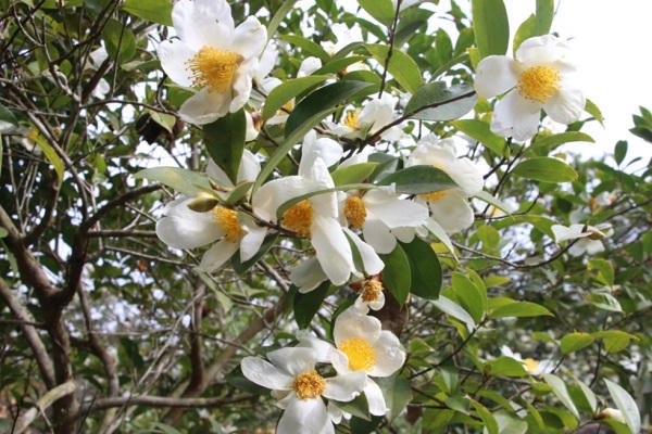 Khai Hội hoa Sở Bình Liêu năm 2023