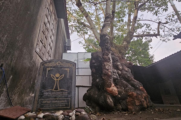 Cây thị hơn 900 năm ở chùa Đống Phúc, gắn liền trận chiến lừng lẫy trên sông Bạch Đằng