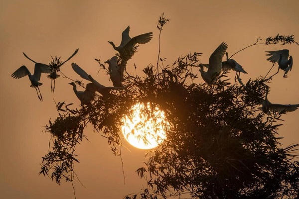 Đảo Cò Chi Lăng Nam, chốn bình yên để trở về…