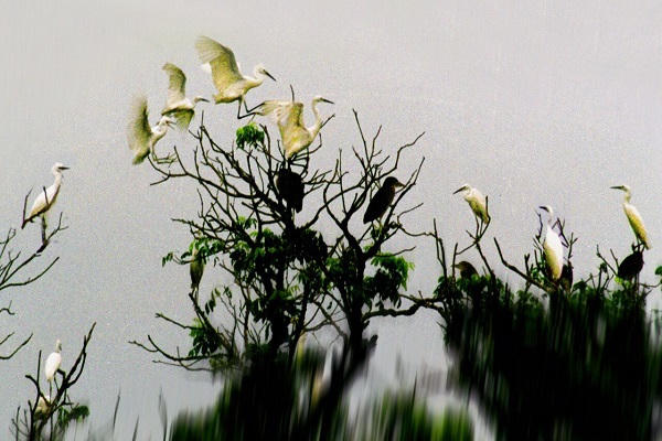 Đảo Cò Chi Lăng Nam, chốn bình yên để trở về…