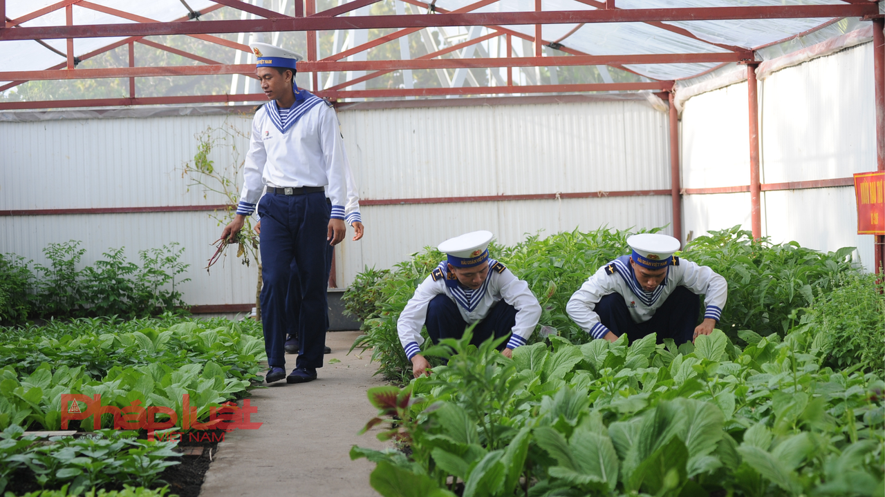 Những “khu rừng xanh” kỳ vỹ giữa đại dương