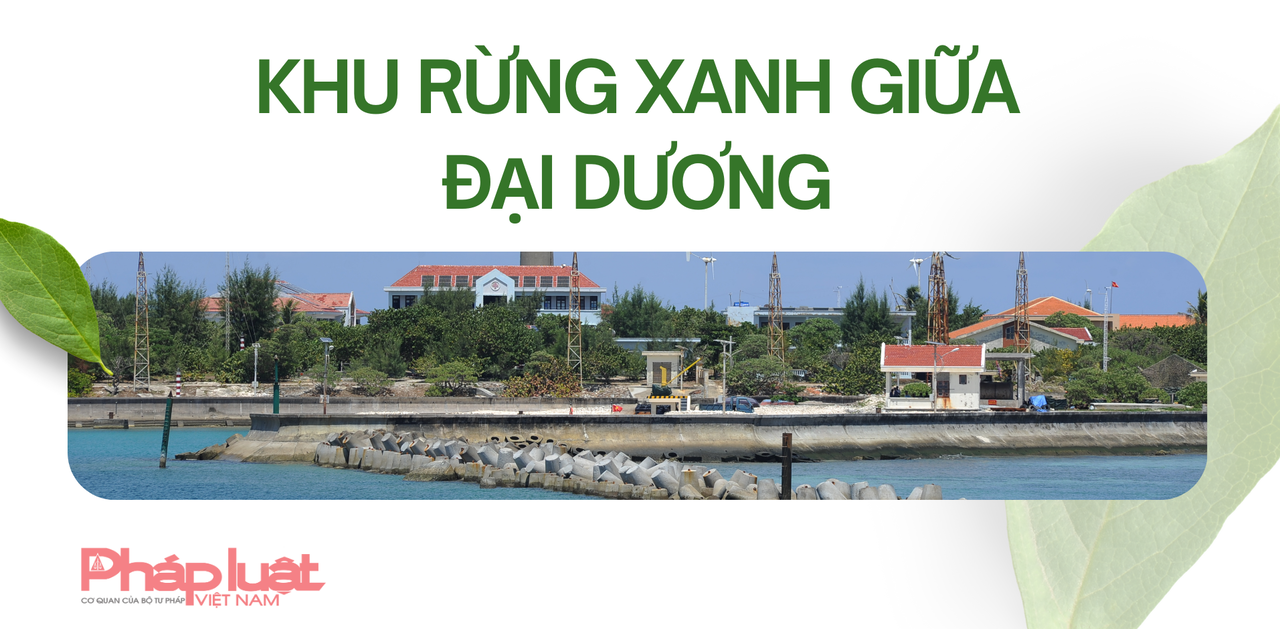 Những “khu rừng xanh” kỳ vỹ giữa đại dương