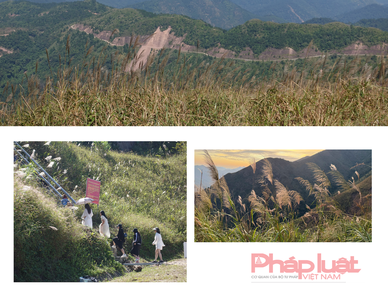 Săn cỏ lau đẹp ngút ngàn nơi biên giới Việt - Trung