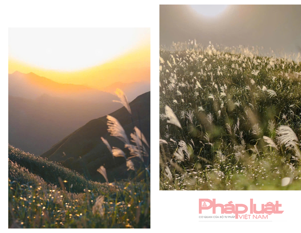 Săn cỏ lau đẹp ngút ngàn nơi biên giới Việt - Trung