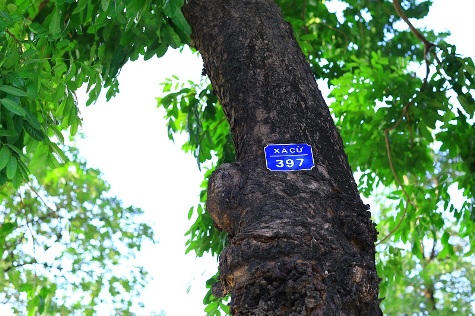 Ngắm "lá phổi xanh" ngày càng co ngót lại giữa Thủ đô