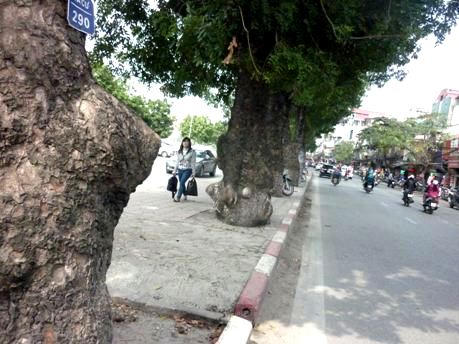 Ngắm "lá phổi xanh" ngày càng co ngót lại giữa Thủ đô