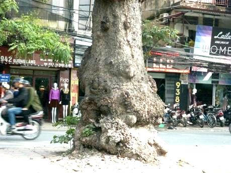 Ngắm "lá phổi xanh" ngày càng co ngót lại giữa Thủ đô