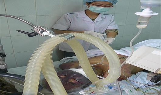 Hình ảnh hãi hùng vì ăn tiết canh khi mổ lợn đón Tết