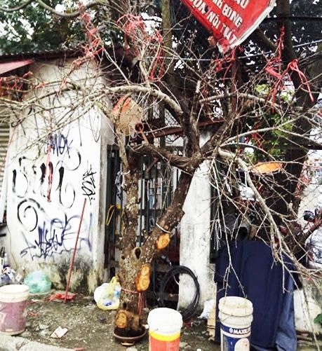 Đào rừng tưng bừng xuống phố, thương lái “hét giá” trên trời