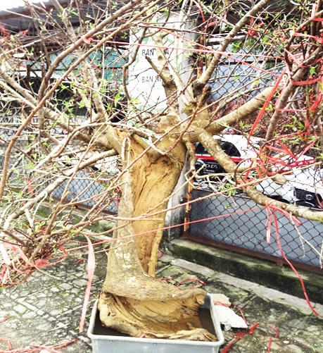 Đào rừng tưng bừng xuống phố, thương lái “hét giá” trên trời