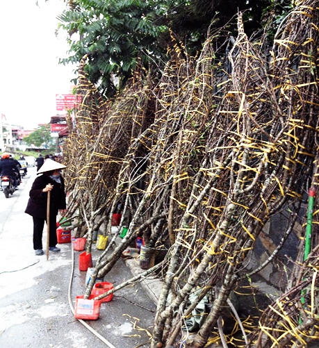Đào rừng tưng bừng xuống phố, thương lái “hét giá” trên trời