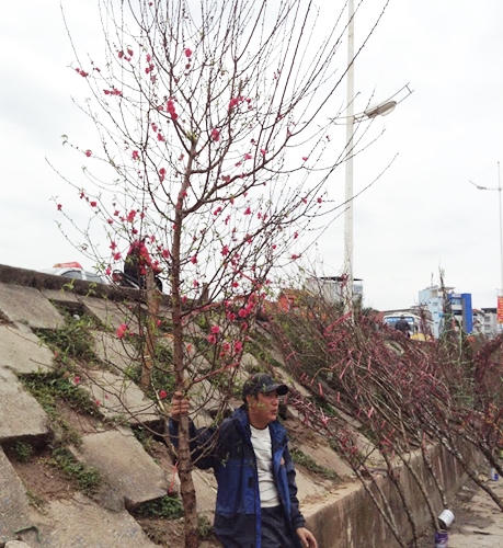 Đào rừng tưng bừng xuống phố, thương lái “hét giá” trên trời