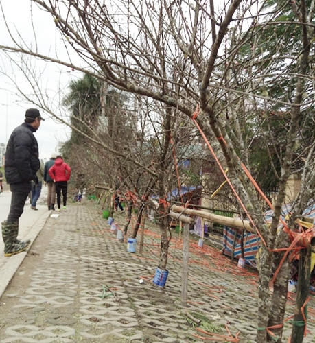 Đào rừng tưng bừng xuống phố, thương lái “hét giá” trên trời