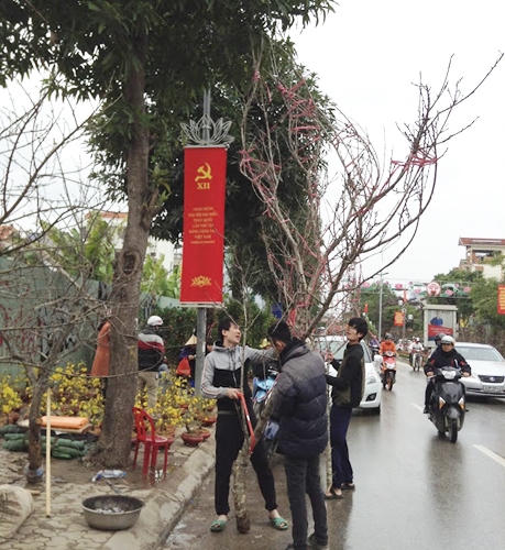 Đào rừng tưng bừng xuống phố, thương lái “hét giá” trên trời