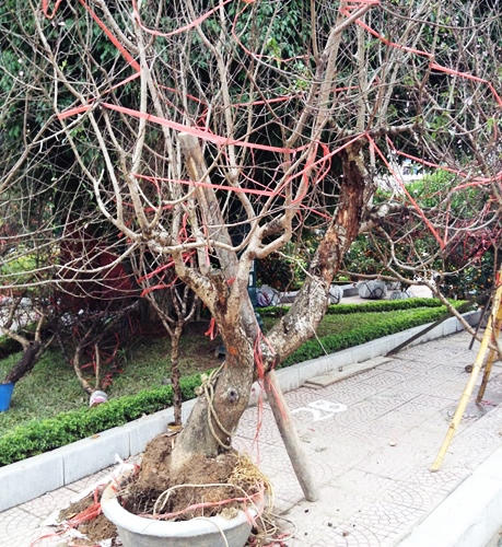 Đào rừng tưng bừng xuống phố, thương lái “hét giá” trên trời