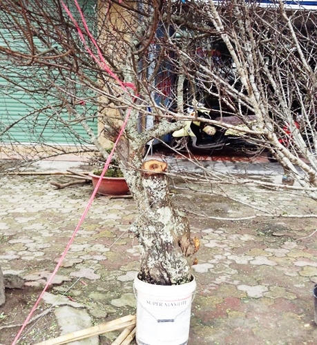 Đào rừng tưng bừng xuống phố, thương lái “hét giá” trên trời