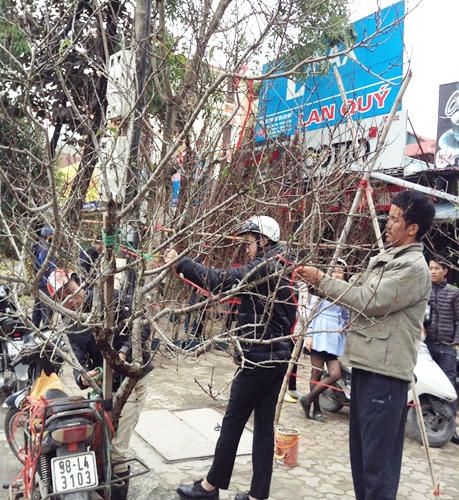 Đào rừng tưng bừng xuống phố, thương lái “hét giá” trên trời