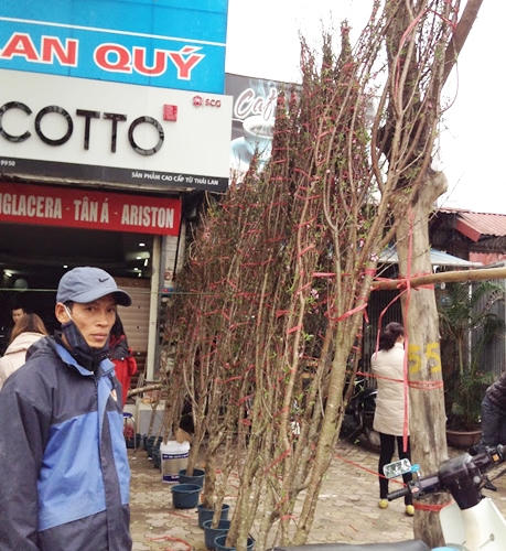 Đào rừng tưng bừng xuống phố, thương lái “hét giá” trên trời