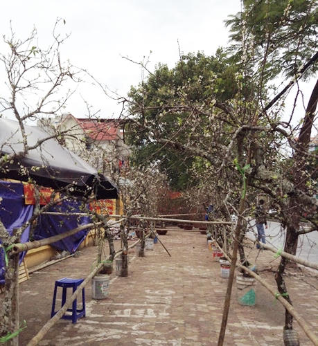 Đào rừng tưng bừng xuống phố, thương lái “hét giá” trên trời