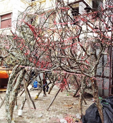 Đào rừng tưng bừng xuống phố, thương lái “hét giá” trên trời