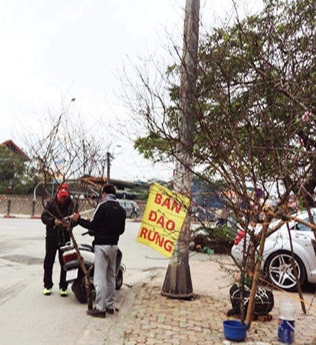 Đào rừng tưng bừng xuống phố, thương lái “hét giá” trên trời