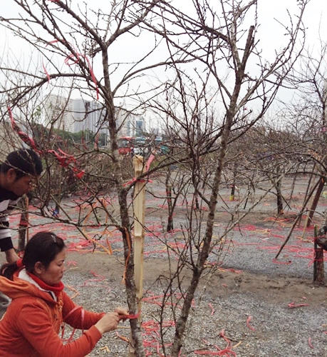 Đào rừng tưng bừng xuống phố, thương lái “hét giá” trên trời