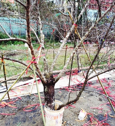 Đào rừng tưng bừng xuống phố, thương lái “hét giá” trên trời