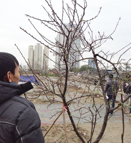 Đào rừng tưng bừng xuống phố, thương lái “hét giá” trên trời