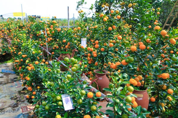 Bưởi, đào, mai, lan... đắt đỏ, quất chưa chứng tỏ được mình
