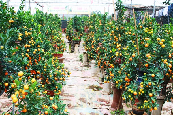 Bưởi, đào, mai, lan... đắt đỏ, quất chưa chứng tỏ được mình