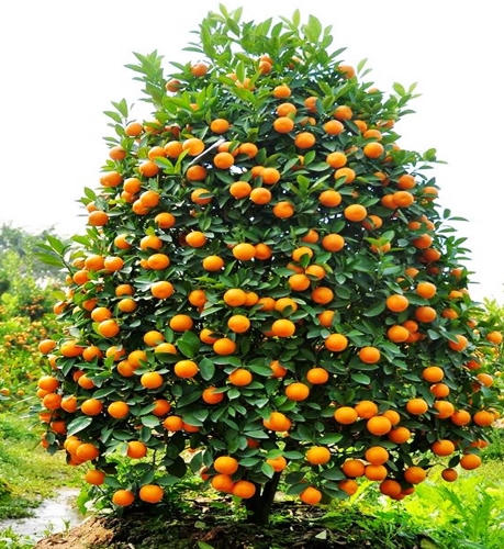 Bưởi, đào, mai, lan... đắt đỏ, quất chưa chứng tỏ được mình