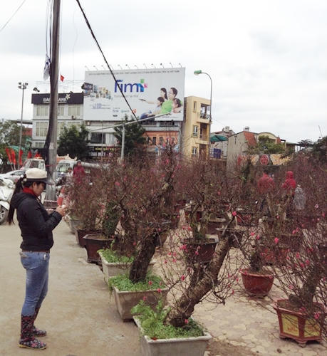 Bưởi, đào, mai, lan... đắt đỏ, quất chưa chứng tỏ được mình