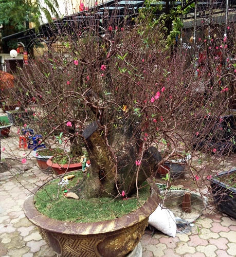 Bưởi, đào, mai, lan... đắt đỏ, quất chưa chứng tỏ được mình