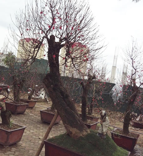 Bưởi, đào, mai, lan... đắt đỏ, quất chưa chứng tỏ được mình