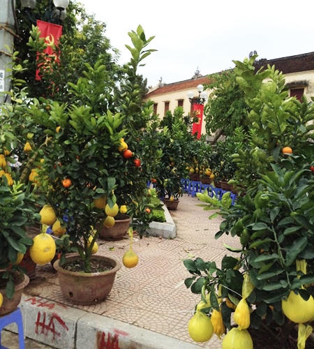 Bưởi, đào, mai, lan... đắt đỏ, quất chưa chứng tỏ được mình