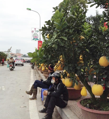 Bưởi, đào, mai, lan... đắt đỏ, quất chưa chứng tỏ được mình