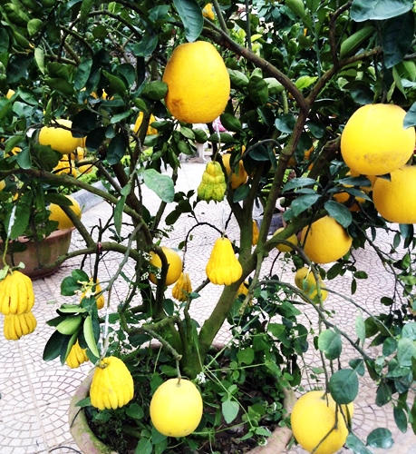 Bưởi, đào, mai, lan... đắt đỏ, quất chưa chứng tỏ được mình