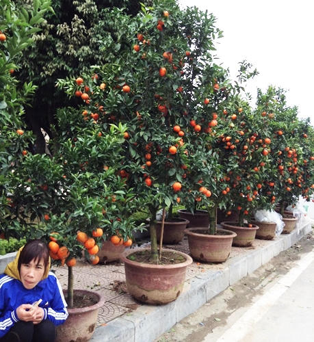 Bưởi, đào, mai, lan... đắt đỏ, quất chưa chứng tỏ được mình