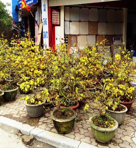 Bưởi, đào, mai, lan... đắt đỏ, quất chưa chứng tỏ được mình