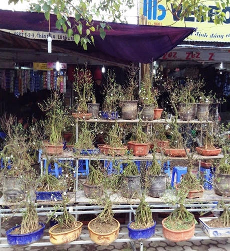 Bưởi, đào, mai, lan... đắt đỏ, quất chưa chứng tỏ được mình