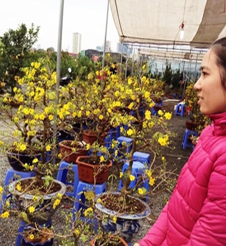 Bưởi, đào, mai, lan... đắt đỏ, quất chưa chứng tỏ được mình