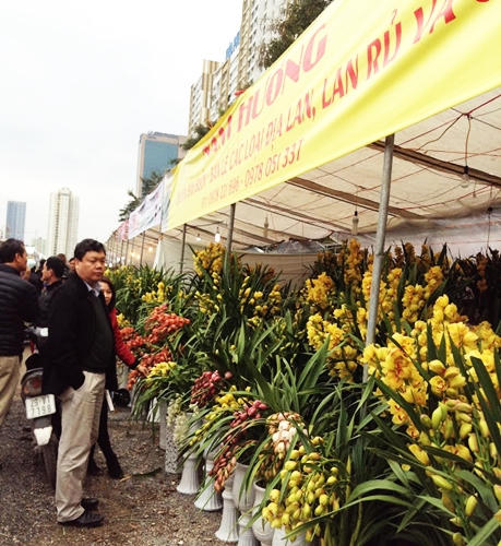 Bưởi, đào, mai, lan... đắt đỏ, quất chưa chứng tỏ được mình