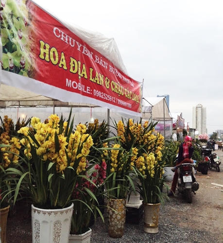 Bưởi, đào, mai, lan... đắt đỏ, quất chưa chứng tỏ được mình